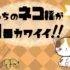 うちのネコ様が1番カワイイ‼︎